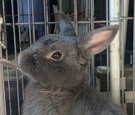 こころみたすペット思い出セレモニーにて葬儀したペットちゃん | マルフーシャくん