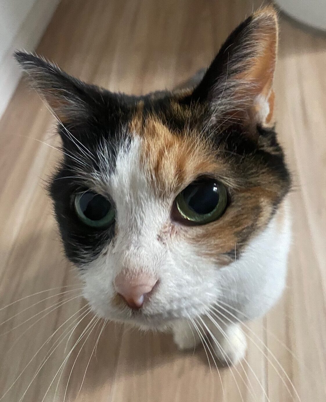 こころみたすペット思い出セレモニーにて葬儀したペットちゃん | はなちゃん