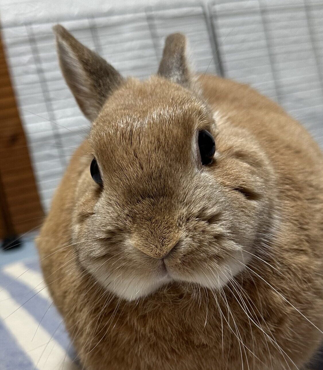 こころみたすペット思い出セレモニーにて葬儀したペットちゃん | ハッピーちゃん