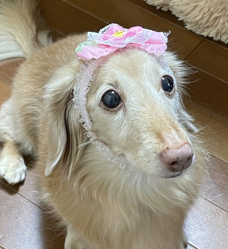 ここあちゃん | こころみたす ペット思い出セレモニー