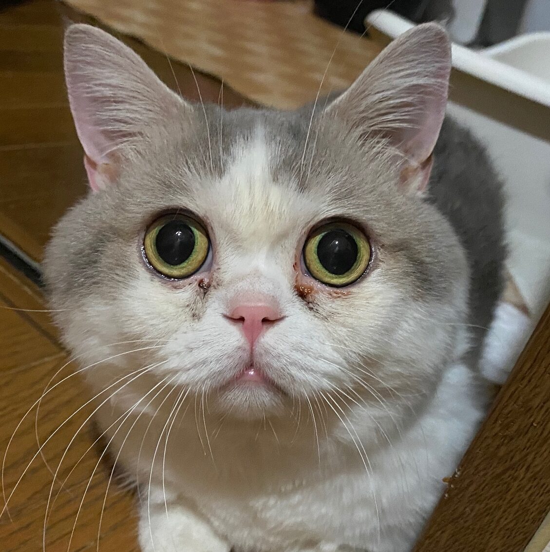 こてつくん | こころみたす ペット思い出セレモニー