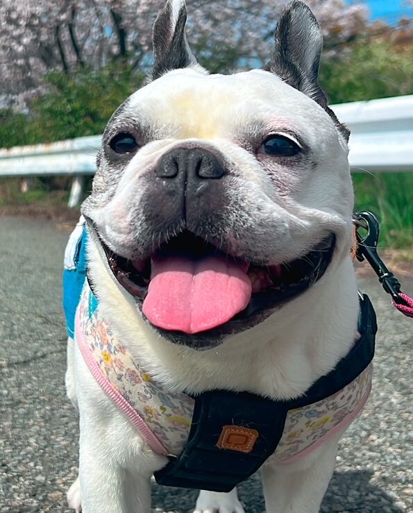 こころみたすペット思い出セレモニーにて葬儀したペットちゃん | おはぎちゃん