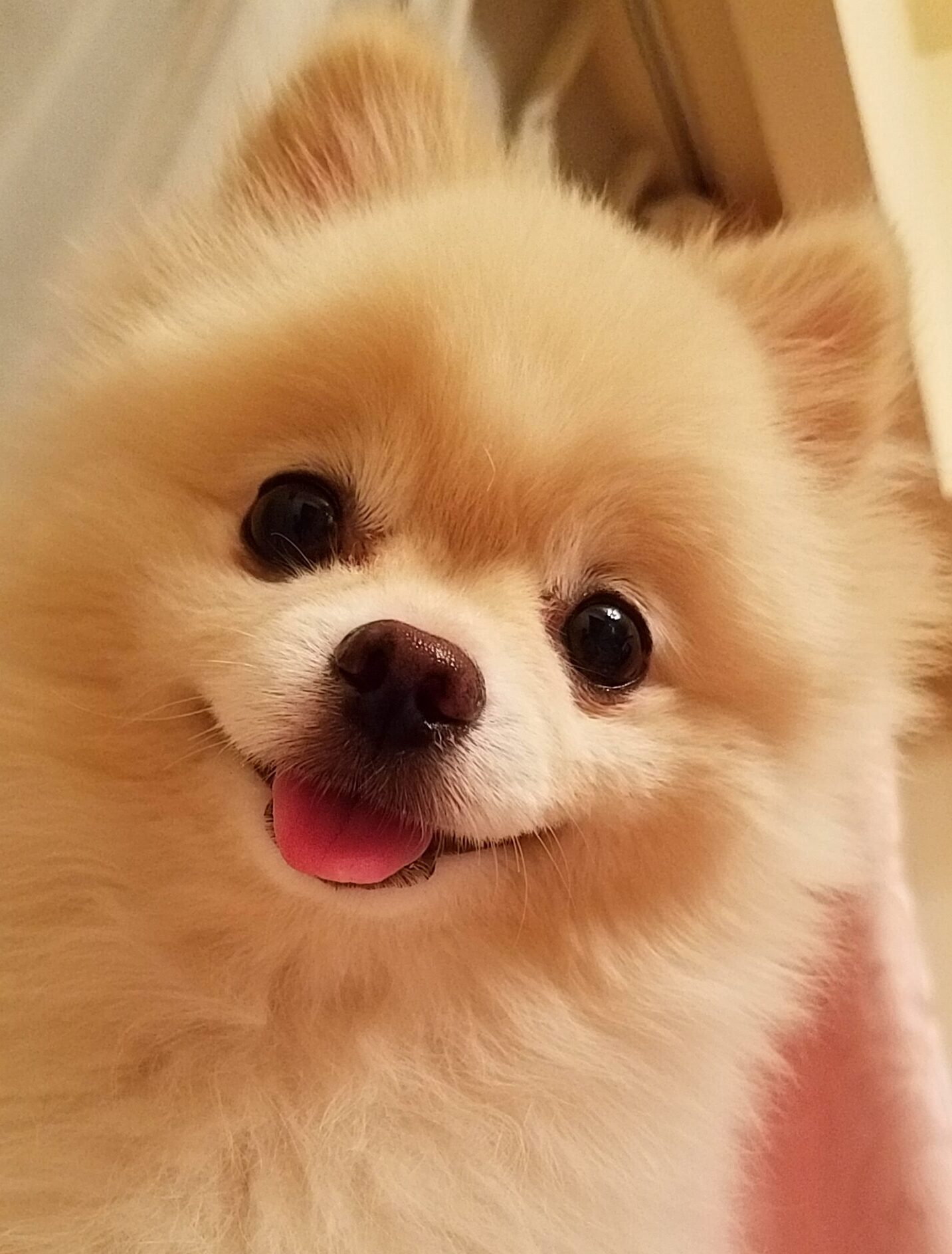 こころみたすペット思い出セレモニーにて葬儀したペットちゃん | ムクくん