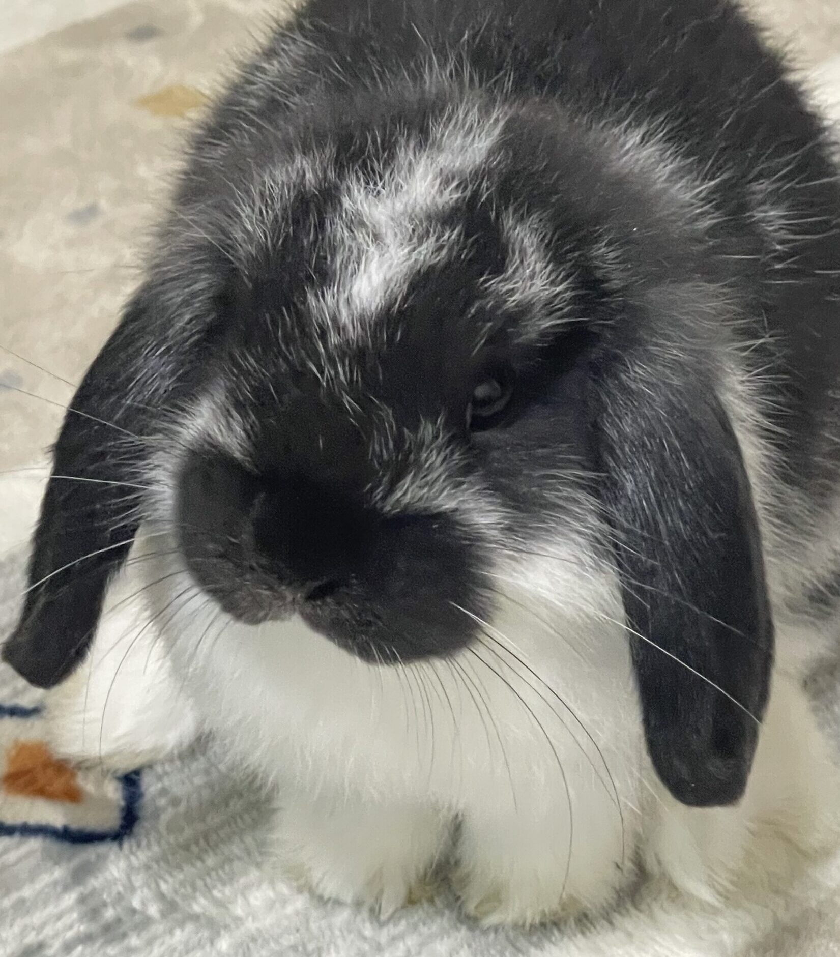 こころみたすペット思い出セレモニーにて葬儀したペットちゃん | セサミくん