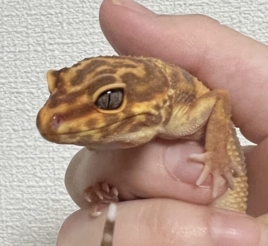 こころみたすペット思い出セレモニーにて葬儀したペットちゃん | いまにしちゃん