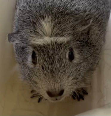 こころみたすペット思い出セレモニーにて葬儀したペットちゃん | ここちゃん