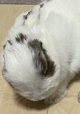 こころみたすペット思い出セレモニーにて葬儀したペットちゃん | みゅうちゃん