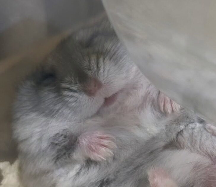 ちびちゃん | こころみたす ペット思い出セレモニー