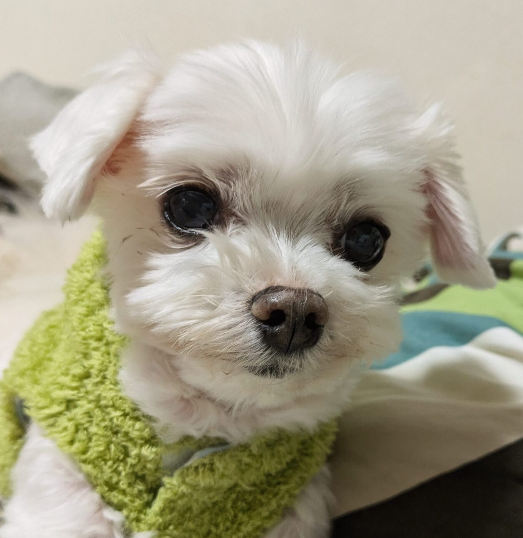 こころみたすペット思い出セレモニーにて葬儀したペットちゃん | くうくん