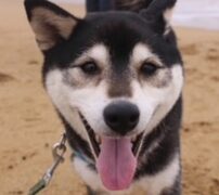 諭吉くん | こころみたす ペット思い出セレモニー