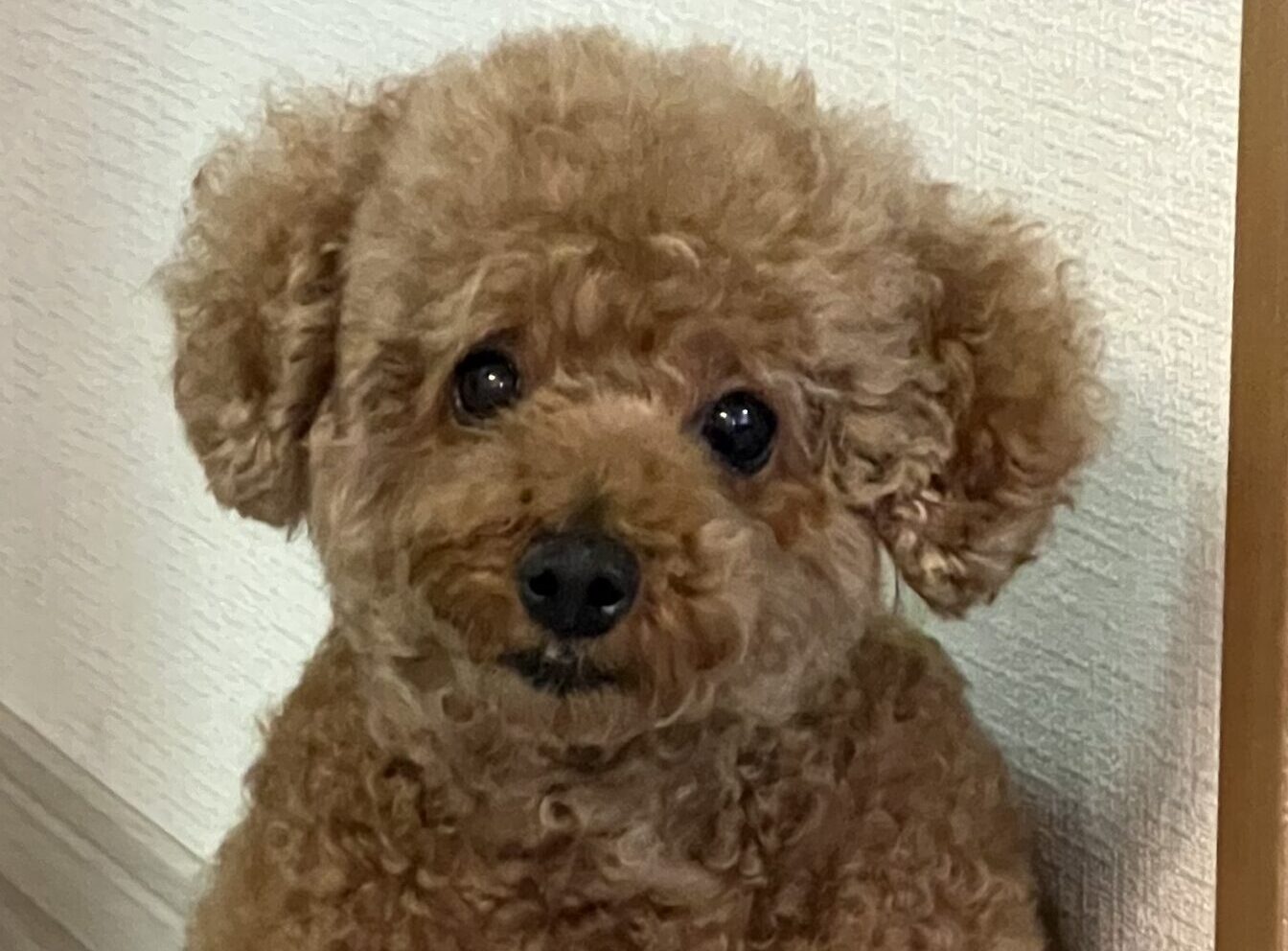くるみちゃん | こころみたす ペット思い出セレモニー
