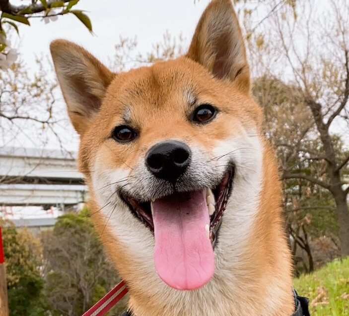 まめおくん | こころみたす ペット思い出セレモニー