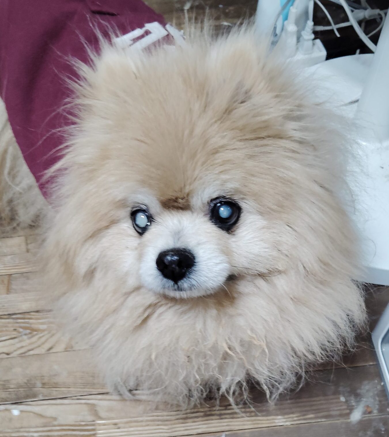 こころみたすペット思い出セレモニーにて葬儀したペットちゃん | ポポくん