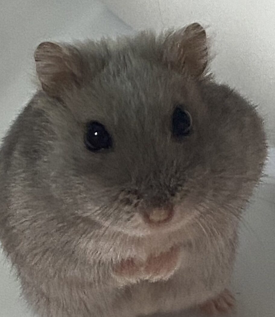 こころみたすペット思い出セレモニーにて葬儀したペットちゃん | あんたんちゃん