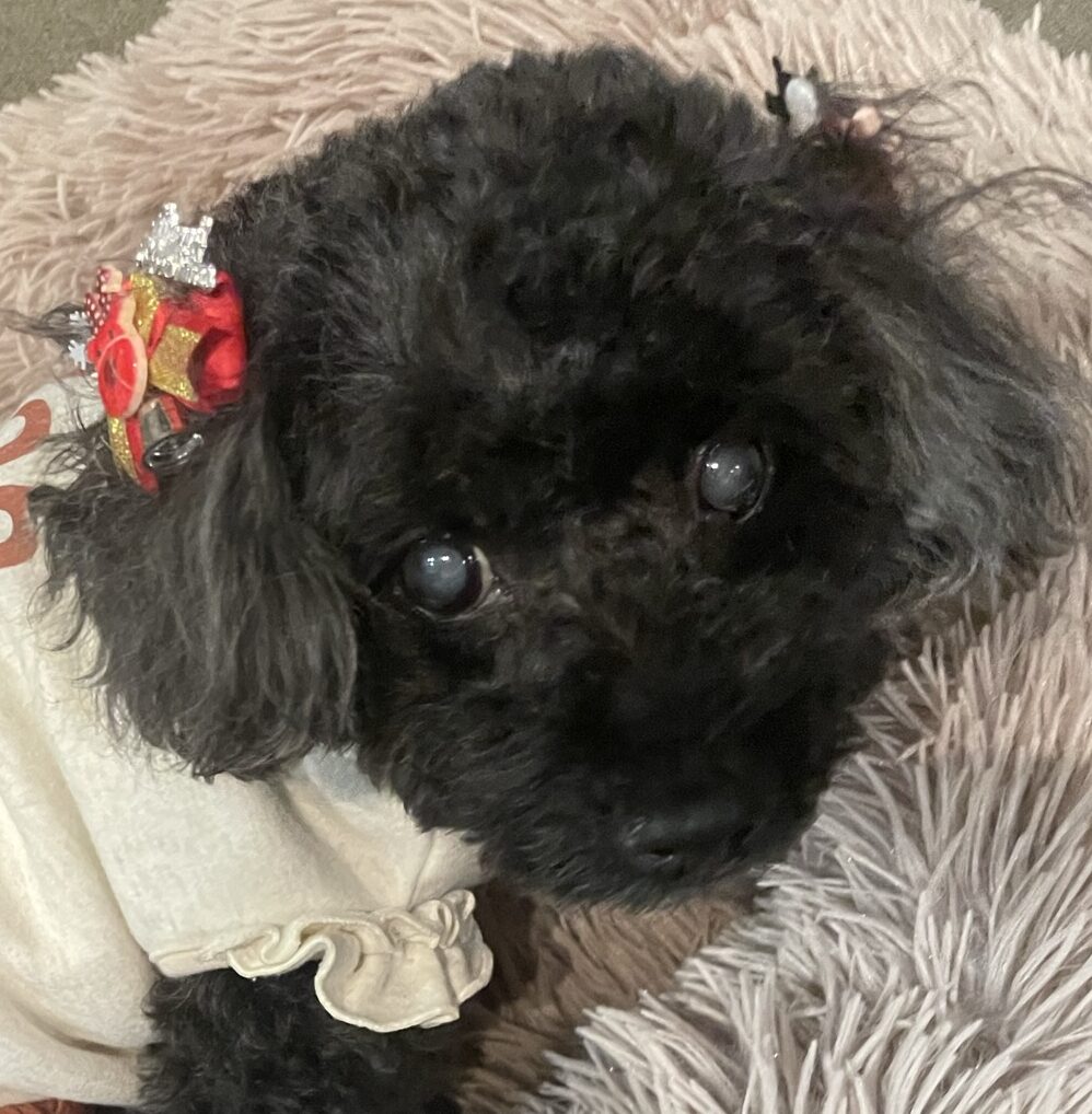 こころみたすペット思い出セレモニーにて葬儀したペットちゃん | くるみちゃん