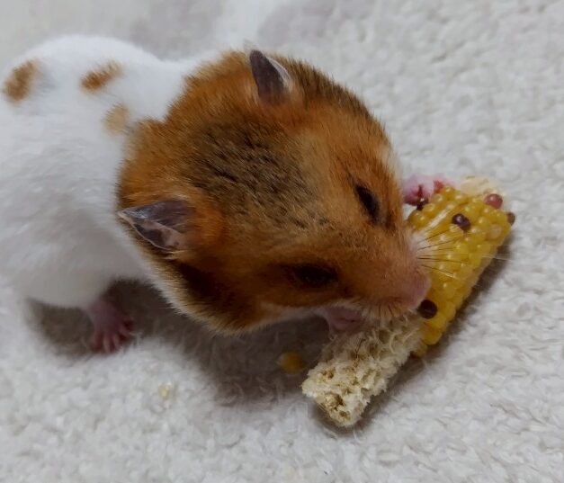 こころみたすペット思い出セレモニーにて葬儀したペットちゃん | まろちゃん