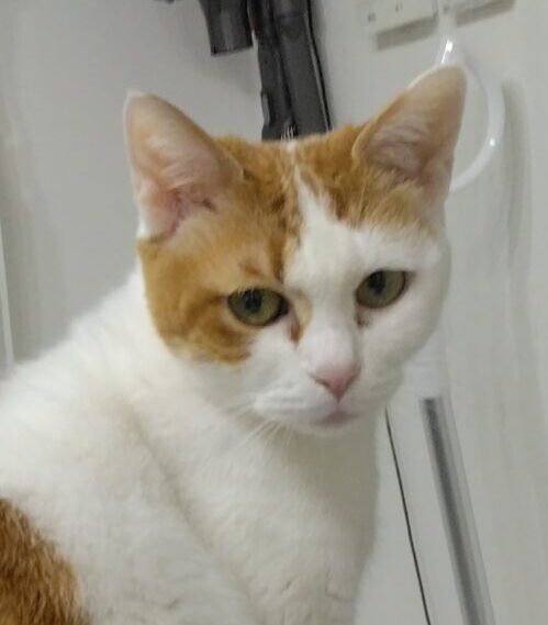 こころみたすペット思い出セレモニーにて葬儀したペットちゃん | ぶぅちゃん