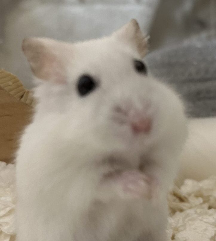 こころみたすペット思い出セレモニーにて葬儀したペットちゃん | おもちくん