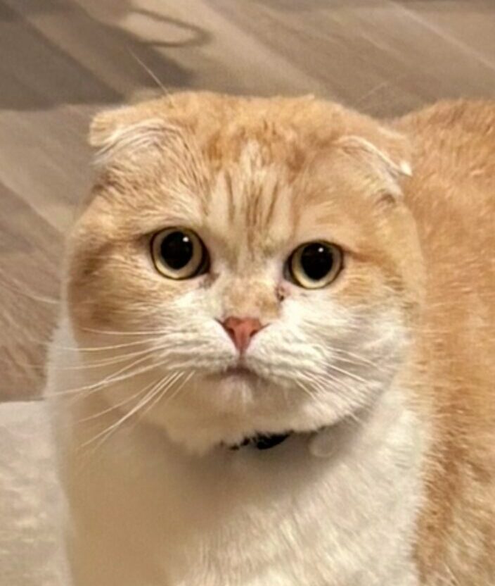こころみたすペット思い出セレモニーにて葬儀したペットちゃん | くるみちゃん