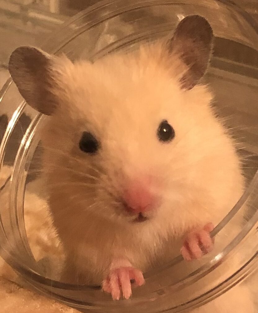 こころみたすペット思い出セレモニーにて葬儀したペットちゃん | ハムくん