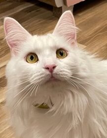 こころみたすペット思い出セレモニーにて葬儀したペットちゃん | エーデルハウスちゃん