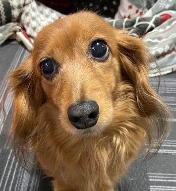 こころみたすペット思い出セレモニーにて葬儀したペットちゃん | レモンちゃん