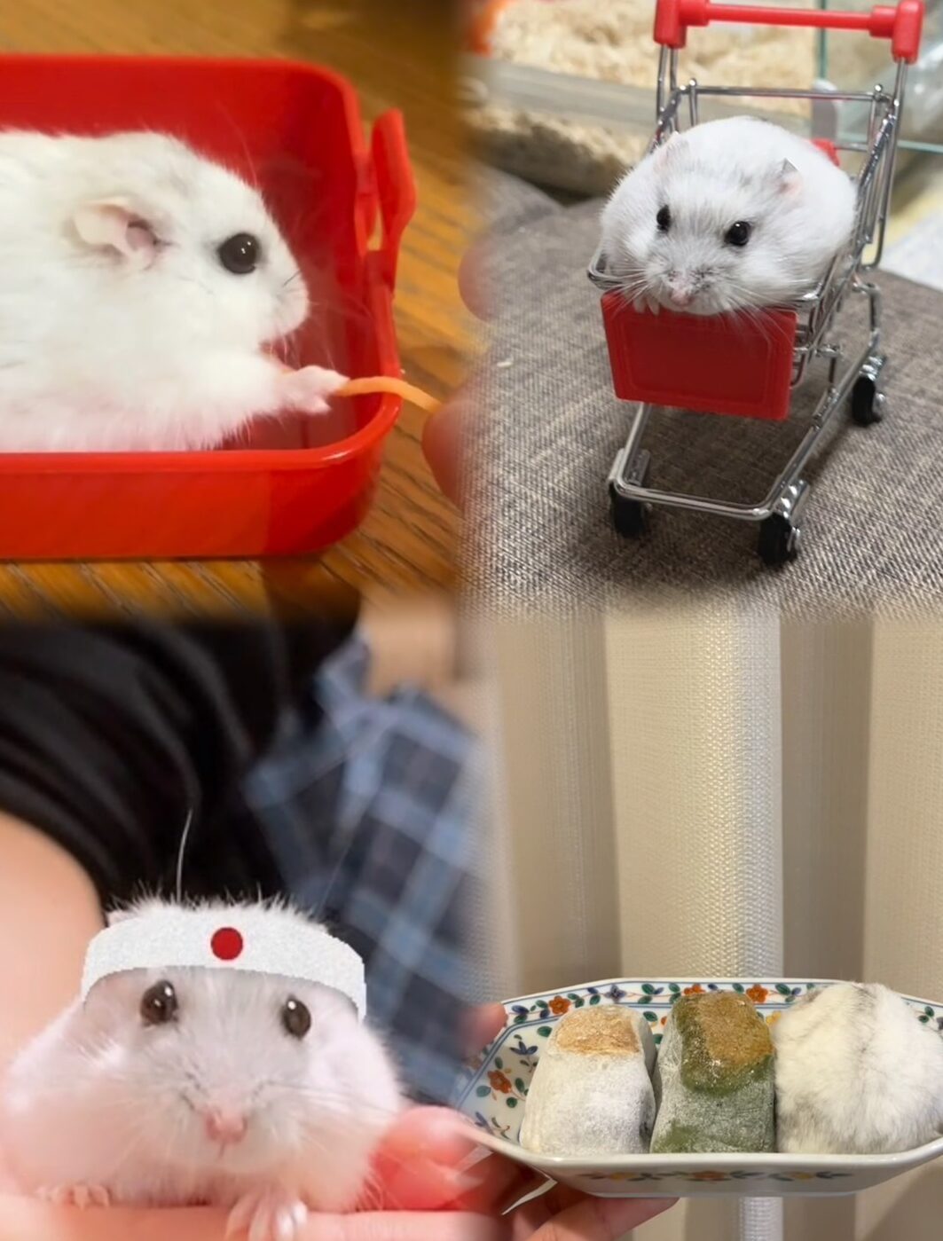 こころみたすペット思い出セレモニーにて葬儀したペットちゃん | おもちくん