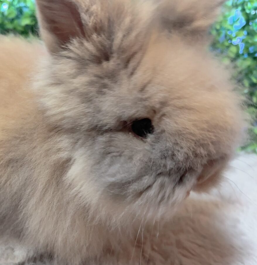 こころみたすペット思い出セレモニーにて葬儀したペットちゃん | リタちゃん