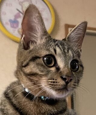 こころみたすペット思い出セレモニーにて葬儀したペットちゃん | クロくん
