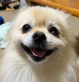 こころみたすペット思い出セレモニーにて葬儀したペットちゃん | うさくん