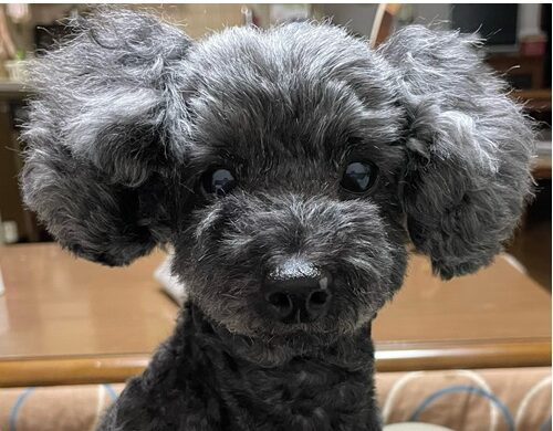 こころみたすペット思い出セレモニーにて葬儀したペットちゃん | なつちゃん