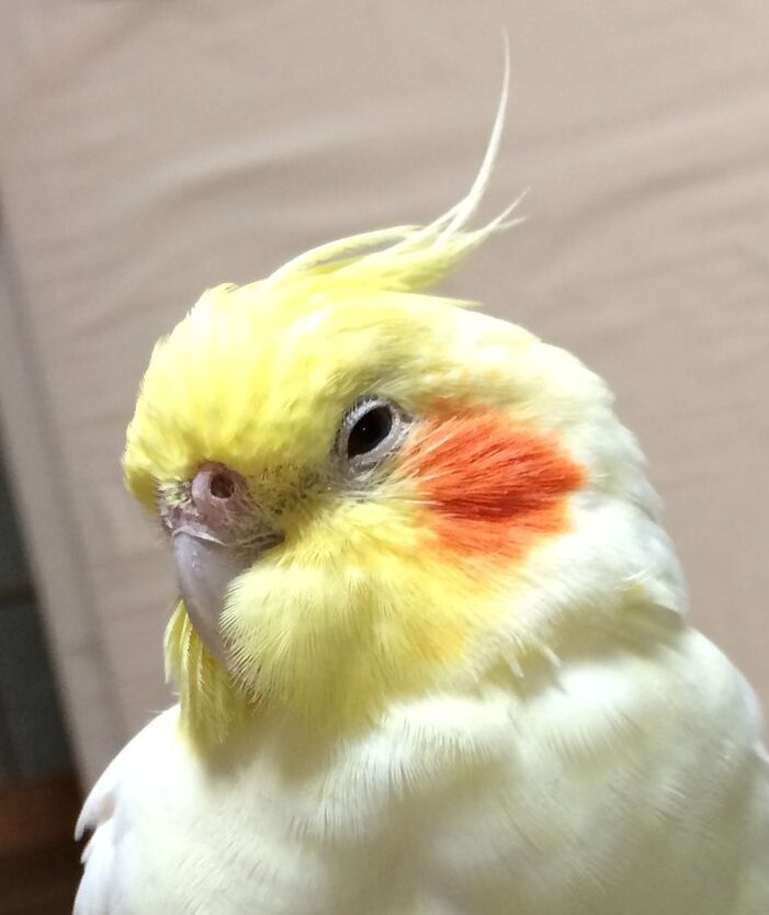 こころみたすペット思い出セレモニーにて葬儀したペットちゃん | ピーちゃん