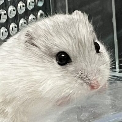 こころみたすペット思い出セレモニーにて葬儀したペットちゃん | 小雪ちゃん