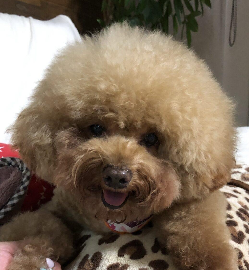 こころみたすペット思い出セレモニーにて葬儀したペットちゃん | テディくん
