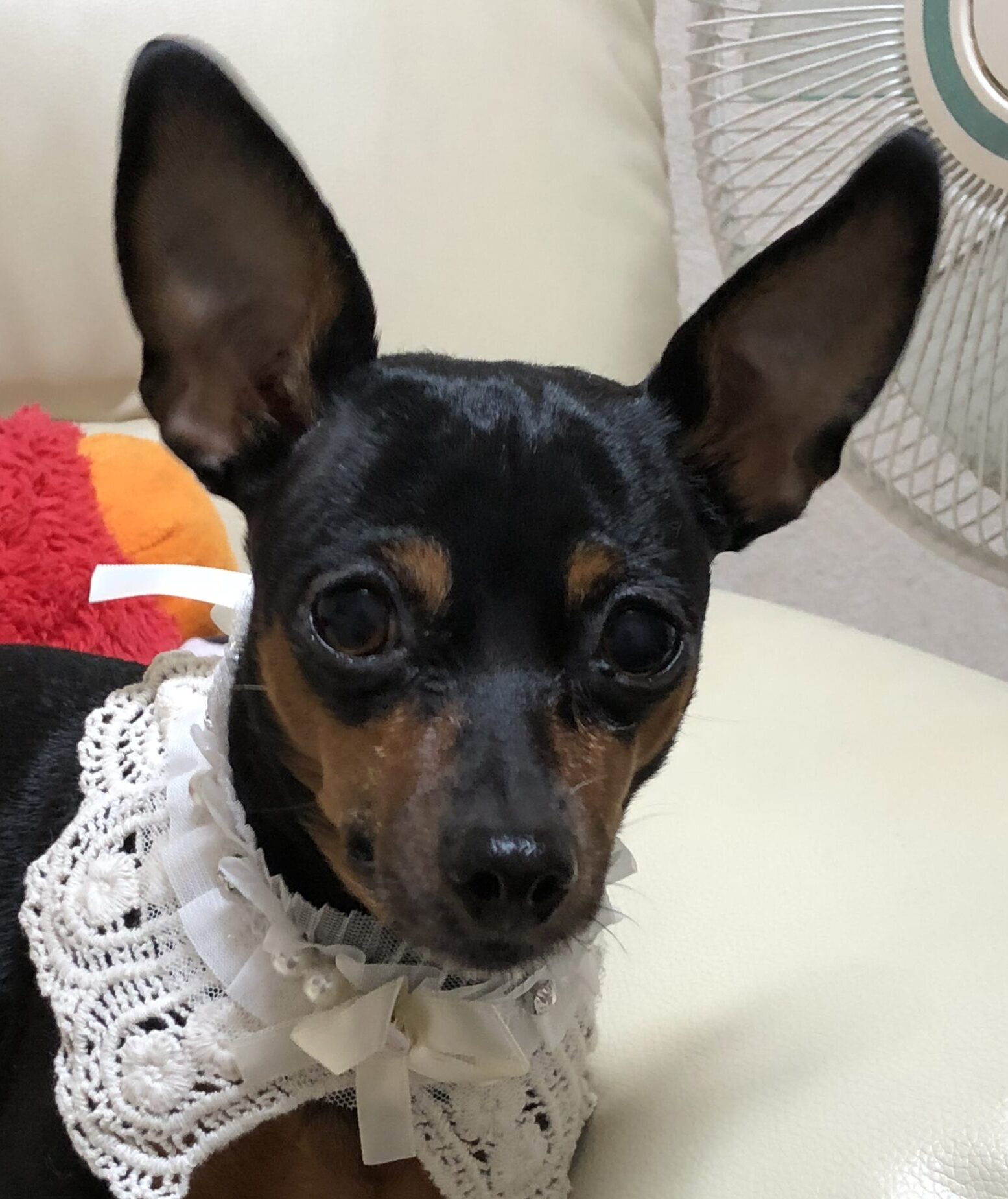こころみたすペット思い出セレモニーにて葬儀したペットちゃん | ちょこちゃん