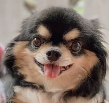 こころみたすペット思い出セレモニーにて葬儀したペットちゃん | ラッキーくん