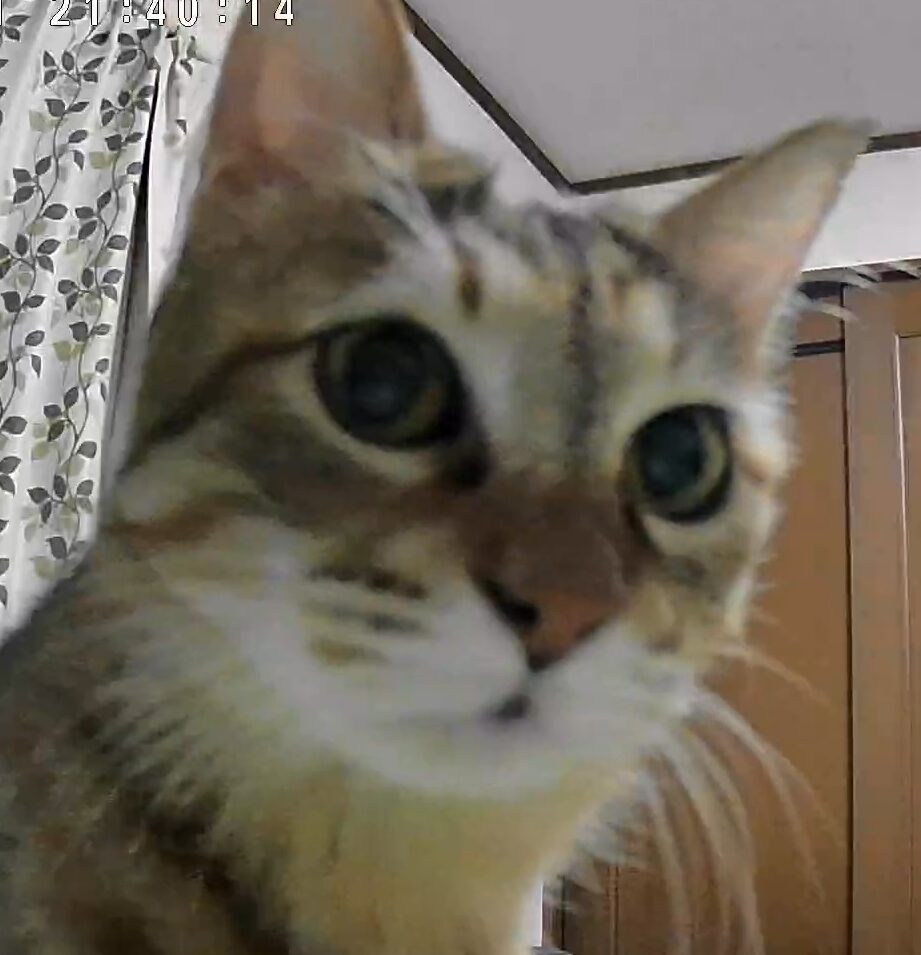 こころみたすペット思い出セレモニーにて葬儀したペットちゃん | マオちゃん