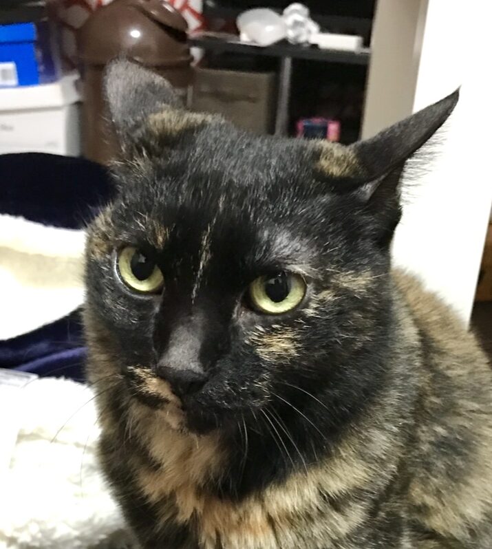 こころみたすペット思い出セレモニーにて葬儀したペットちゃん | ハムちゃん
