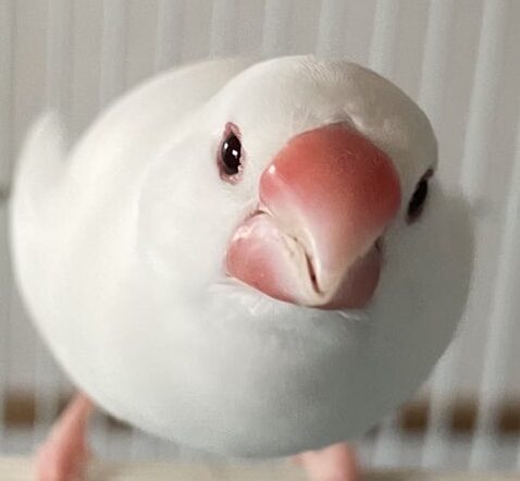 こころみたすペット思い出セレモニーにて葬儀したペットちゃん | いわしくん