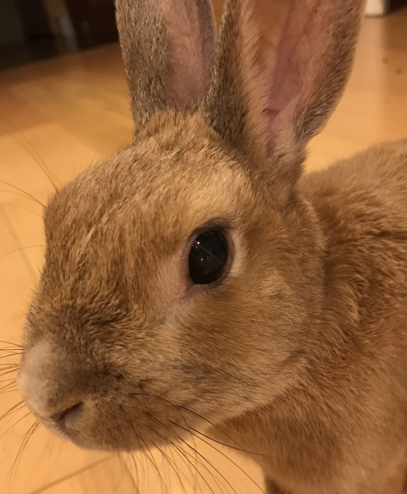こころみたすペット思い出セレモニーにて葬儀したペットちゃん | メープルくん