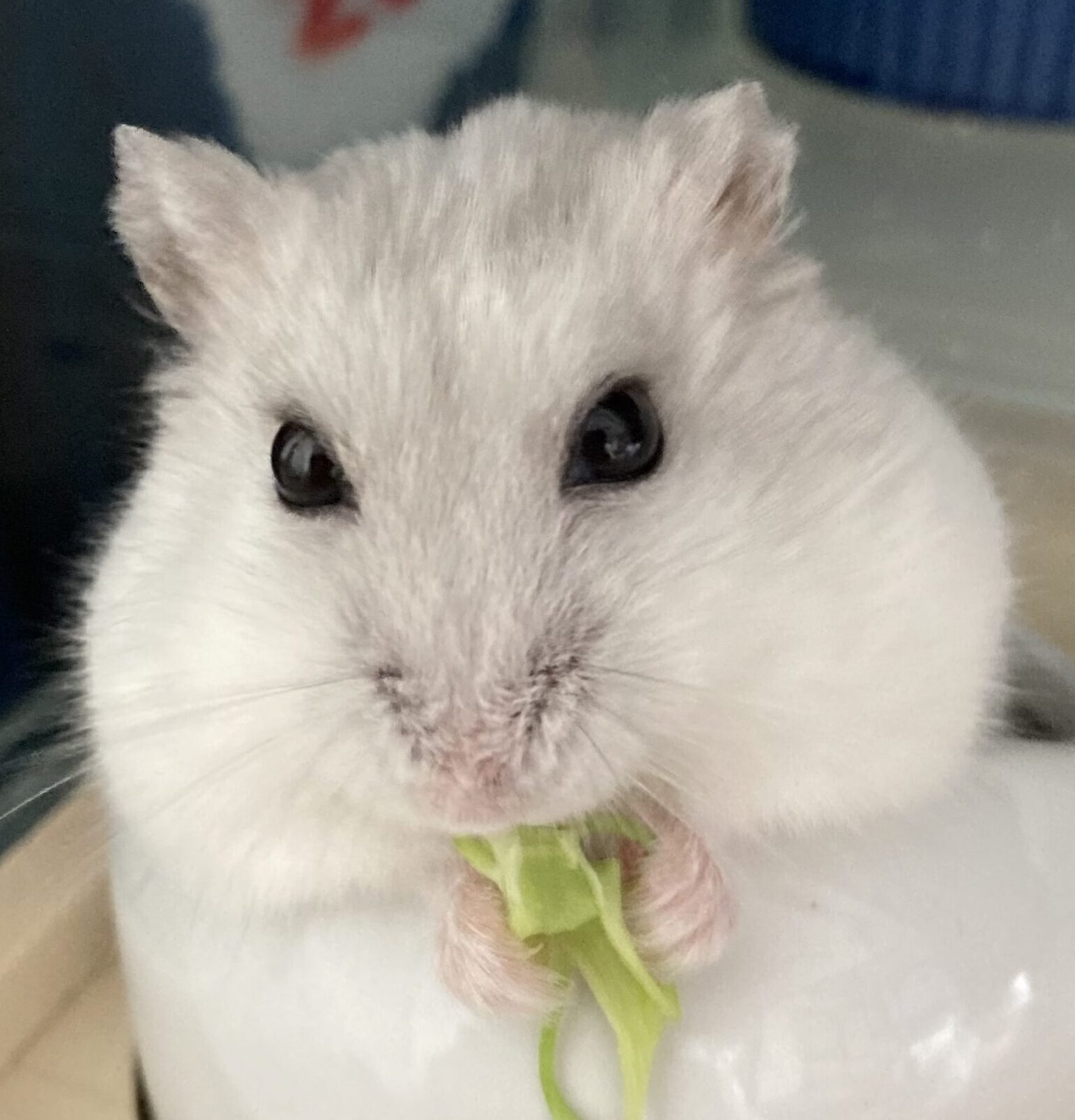 こころみたすペット思い出セレモニーにて葬儀したペットちゃん | ツムちゃん