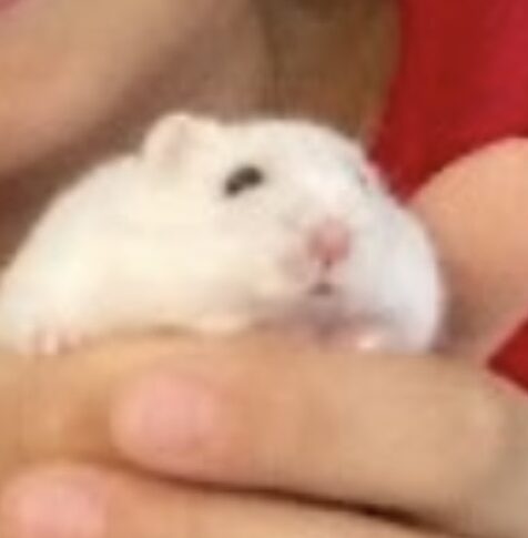 こころみたすペット思い出セレモニーにて葬儀したペットちゃん | ハムくん