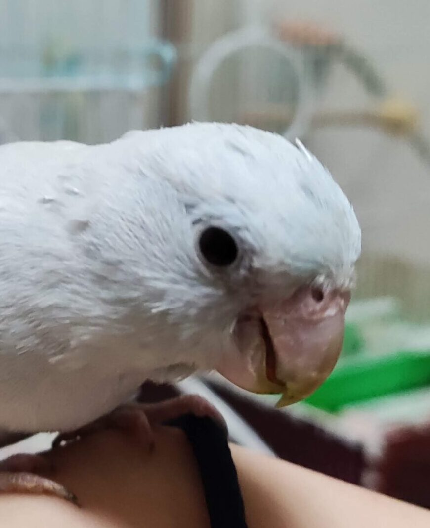こころみたすペット思い出セレモニーにて葬儀したペットちゃん | ピッピちゃん