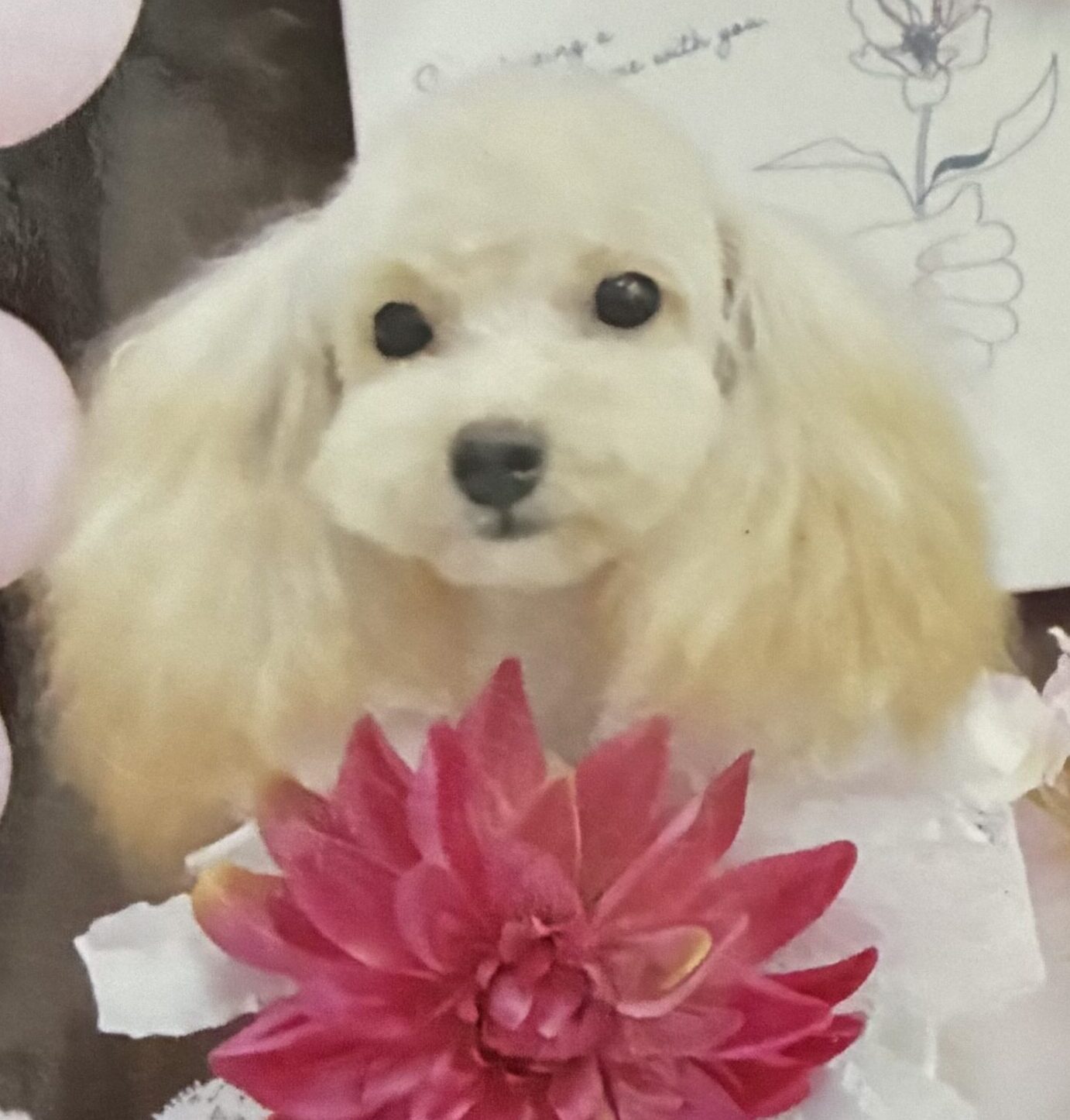 こころみたすペット思い出セレモニーにて葬儀したペットちゃん | ハウルくん