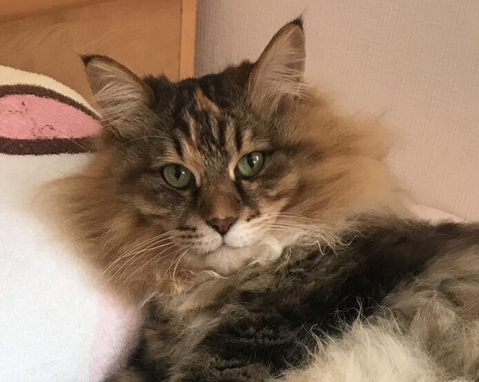 こころみたすペット思い出セレモニーにて葬儀したペットちゃん | トンコちゃん