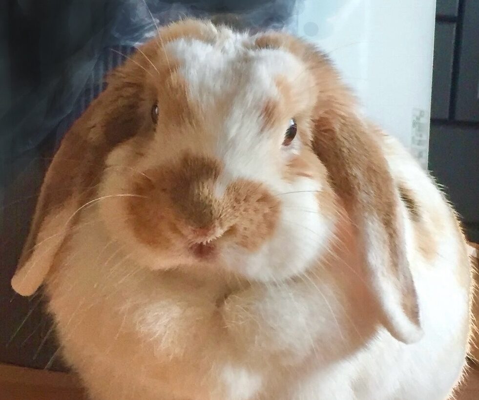 こころみたすペット思い出セレモニーにて葬儀したペットちゃん | モフちゃん