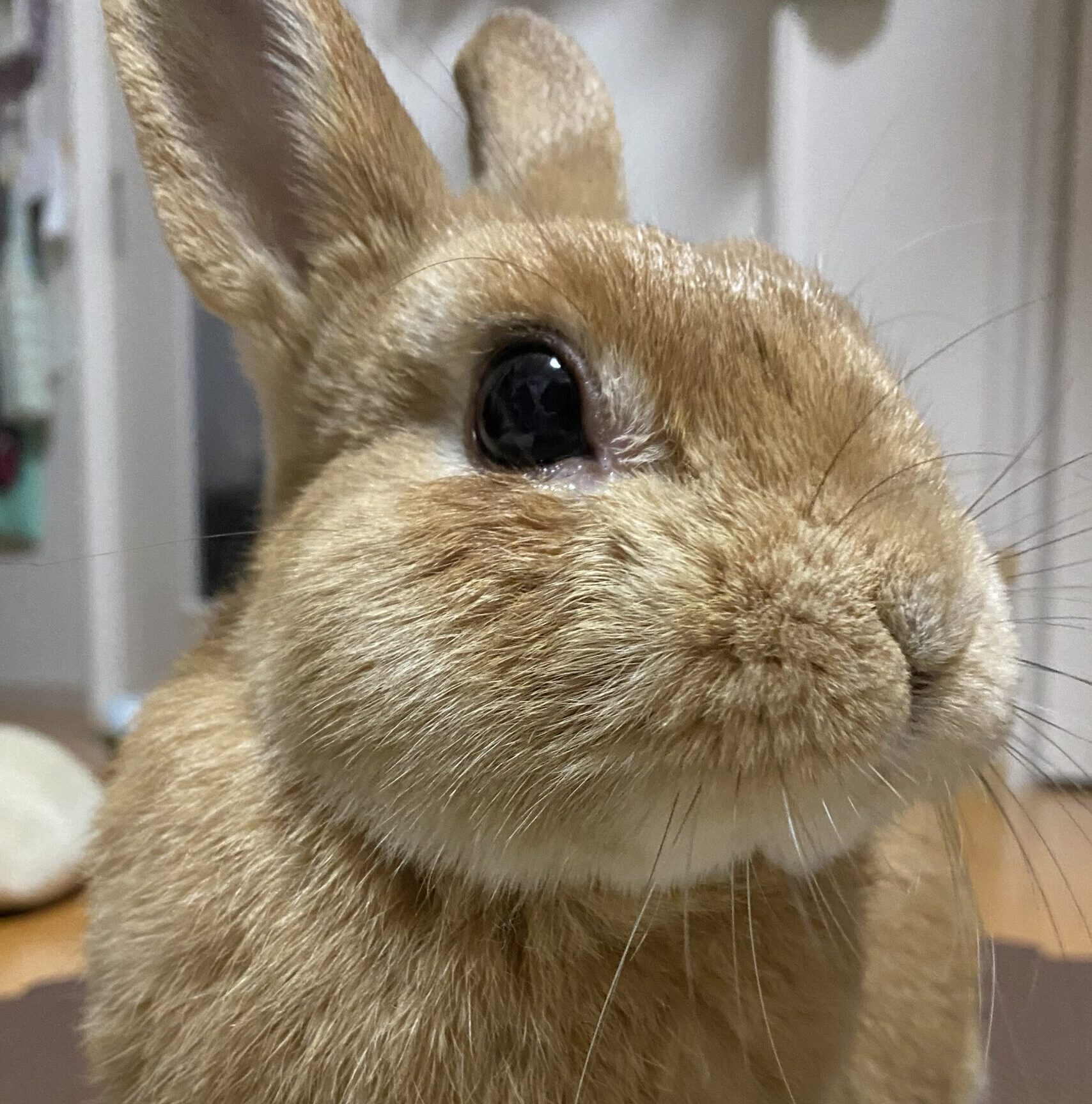 こころみたすペット思い出セレモニーにて葬儀したペットちゃん | ニーナくん