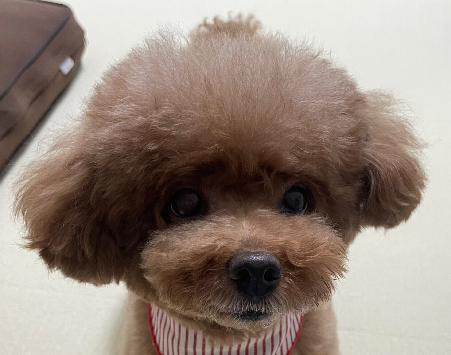こころみたすペット思い出セレモニーにて葬儀したペットちゃん | だんごちゃん