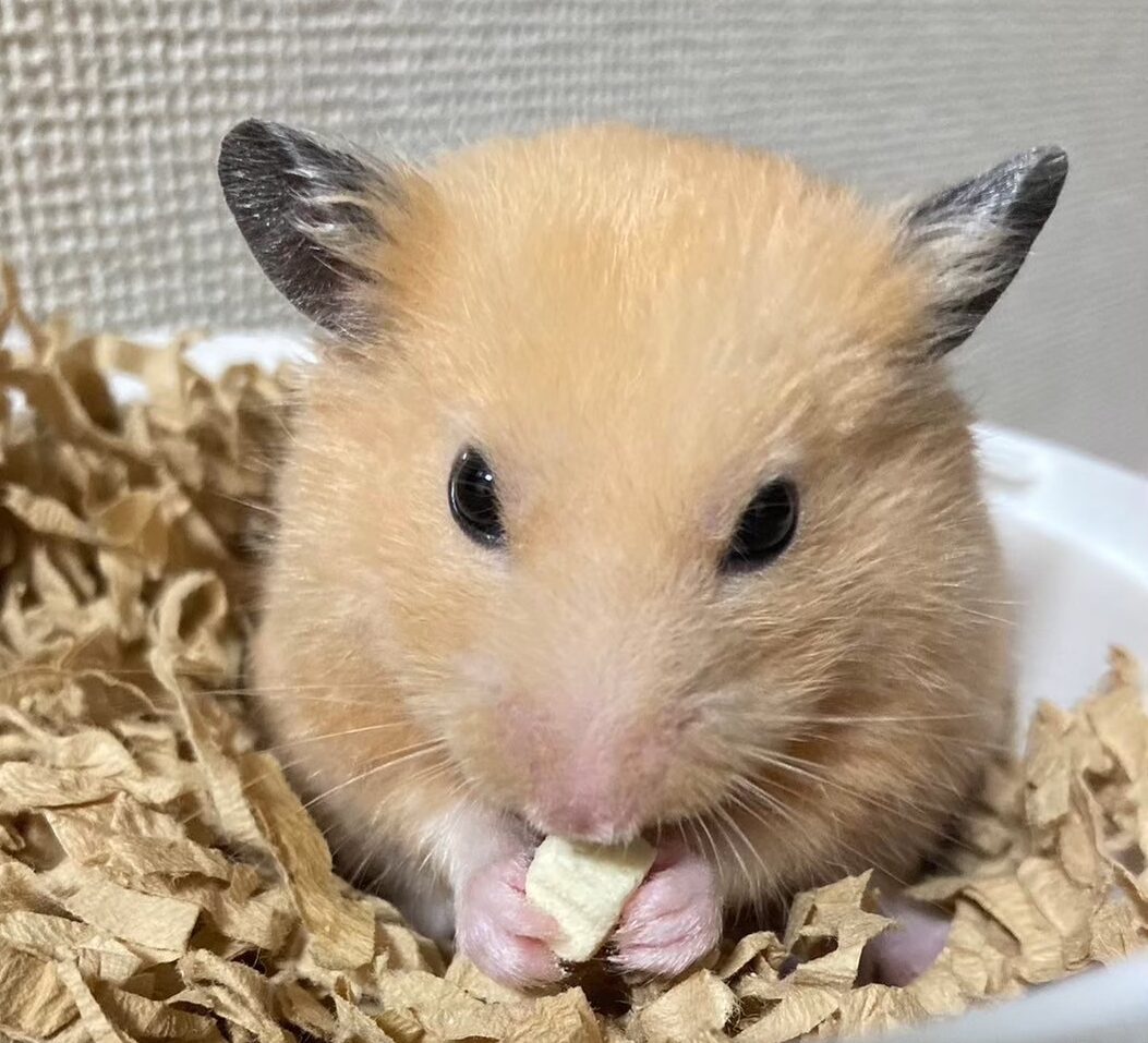 ゆきちくん | こころみたす ペット思い出セレモニー