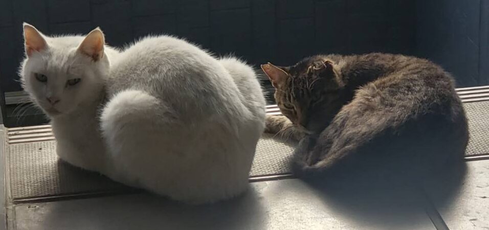 こころみたすペット思い出セレモニーにて葬儀したペットちゃん | アッシー・ビッコちゃん